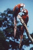 Two macaws