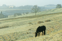 Black horse, frosty morning